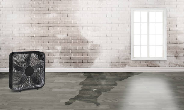 Best Professional water damage repair  in Eulyptus Hills, CA